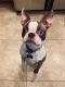 Boston Terrier Puppies for sale in West Chester Township, OH 45069, USA. price: NA