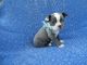 Boston Terrier Puppies for sale in La Habra Heights, CA, USA. price: $1,999