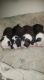 Boston Terrier Puppies for sale in Kannapolis, NC 28083, USA. price: NA