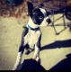 Boston Terrier Puppies for sale in Camby, Indianapolis, IN 46113, USA. price: NA