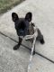 Boston Terrier Puppies for sale in Katy, TX 77494, USA. price: NA