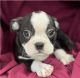 Boston Terrier Puppies for sale in Hicksville, NY, USA. price: NA