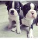 Boston Terrier Puppies for sale in Gainesville, FL 32601, USA. price: NA