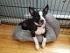 Boston Terrier Puppies for sale in Danbury, CT, USA. price: $900