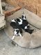 Boston Terrier Puppies for sale in North Wilkesboro, NC, USA. price: NA