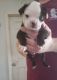Boston Terrier Puppies for sale in Kannapolis, NC, USA. price: NA