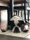 Boston Terrier Puppies for sale in Wesley Chapel, FL, USA. price: NA