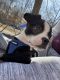 Boston Terrier Puppies for sale in Waterbury, CT, USA. price: NA