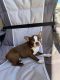 Boston Terrier Puppies for sale in St. George, UT, USA. price: $3,500