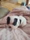 Boston Terrier Puppies for sale in Nashville, TN, USA. price: NA