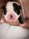 Boston Terrier Puppies for sale in Whitehall, OH 43213, USA. price: NA