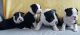 Boston Terrier Puppies for sale in Colorado Springs, CO, USA. price: $650
