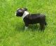 Boston Terrier Puppies for sale in 9618 W Pico Blvd, Los Angeles, CA 90035, USA. price: NA