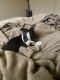 Boston Terrier Puppies for sale in 500 Tomar Dr, San Antonio, TX 78227, USA. price: NA