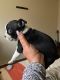Boston Terrier Puppies for sale in 500 Tomar Dr, San Antonio, TX 78227, USA. price: $600