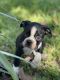 Boston Terrier Puppies for sale in Clermont, FL, USA. price: NA