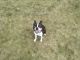 Boston Terrier Puppies for sale in Coon Rapids, MN, USA. price: NA