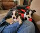 Boston Terrier Puppies for sale in Levelland, TX 79336, USA. price: NA