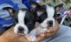 Boston Terrier Puppies for sale in Atwater, CA 95301, USA. price: NA