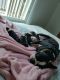 Boston Terrier Puppies for sale in Sanford, ME, USA. price: NA