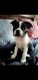 Boston Terrier Puppies for sale in New Haven, CT, USA. price: NA