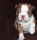 Boston Terrier Puppies for sale in San Antonio, TX, USA. price: $800