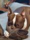 Boston Terrier Puppies for sale in Blairsville, GA 30512, USA. price: NA