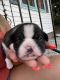 Boston Terrier Puppies for sale in Hartford, CT, USA. price: $2,000
