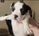 Boston Terrier Puppies for sale in Sanger, TX 76266, USA. price: NA