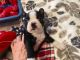 Boston Terrier Puppies for sale in Mobridge 62-3, SD, USA. price: NA