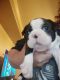 Boston Terrier Puppies for sale in Deer Park, TX, USA. price: $800