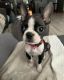 Boston Terrier Puppies for sale in Pittsburgh, PA, USA. price: $700