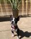 Boston Terrier Puppies for sale in Riverside, CA, USA. price: $700