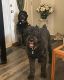 Bouvier des Flandres Puppies for sale in Winchester, KY 40391, USA. price: NA