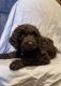 Bouvier des Flandres Puppies for sale in Kalispell, MT 59901, USA. price: $1,500