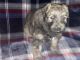 Bouvier des Flandres Puppies for sale in Roseville, MI 48066, USA. price: $2,000