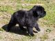Bouvier des Flandres Puppies for sale in Hillsborough, NC 27278, USA. price: $2,000