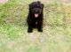 Bouvier des Flandres Puppies for sale in Grapevine, TX 76051, USA. price: $1,500