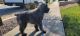 Bouvier des Flandres Puppies for sale in Alta Loma, CA 91737, USA. price: $450