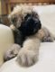 Bouvier des Flandres Puppies for sale in Mystic, Stonington, CT, USA. price: $1,500