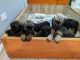 Bouvier des Flandres Puppies for sale in Beach Park, IL 60087, USA. price: NA