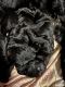 Bouvier des Flandres Puppies for sale in Melbourne, FL, USA. price: $1,000