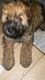 Bouvier des Flandres Puppies for sale in Winter Haven, FL, USA. price: $1,800