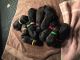 Bouvier des Flandres Puppies for sale in Boonville, MO 65233, USA. price: NA