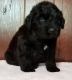 Bouvier des Flandres Puppies for sale in Houston, TX, USA. price: NA