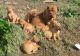 Bouvier des Flandres Puppies for sale in Indianapolis Blvd, Hammond, IN, USA. price: NA