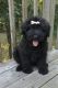 Bouvier des Flandres Puppies for sale in San Bernardino County, CA, USA. price: NA