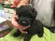 Bouvier des Flandres Puppies for sale in Ridgway, PA 15853, USA. price: $500