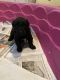 Bouvier des Flandres Puppies for sale in Detroit, MI, USA. price: $1,500