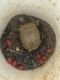 Box Turtle Reptiles for sale in 6330 Sandbourne E, Olive Branch, MS 38654, USA. price: $160